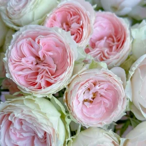 Rose Pompon Veranda Live Plant - Cream & Pink Patio Rose, 16-20