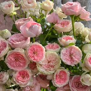 Rose Pompon Veranda Live Plant - Cream & Pink Patio Rose, 16-20