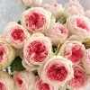 Rose Pompon Veranda Live Plant - Cream & Pink Patio Rose, 16-20" Tall - Image 1