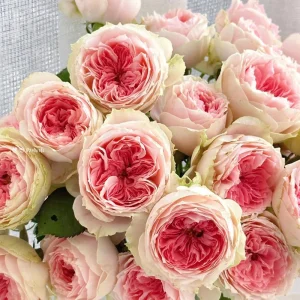 Rose Pompon Veranda Live Plant - Cream & Pink Patio Rose, 16-20