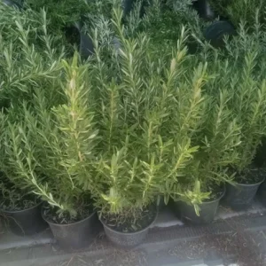 Rosemary Cuttings Live Plants, 5-8” Bare Root - Set of 2 - Image 3