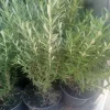 Rosemary Cuttings Live Plants, 5-8” Bare Root - Set of 2 - Image 1