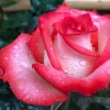ROUGE Climbing Rose Live Plant - Delicate Pink Blooms, 2-3 m Height, Outdoor - Image 1