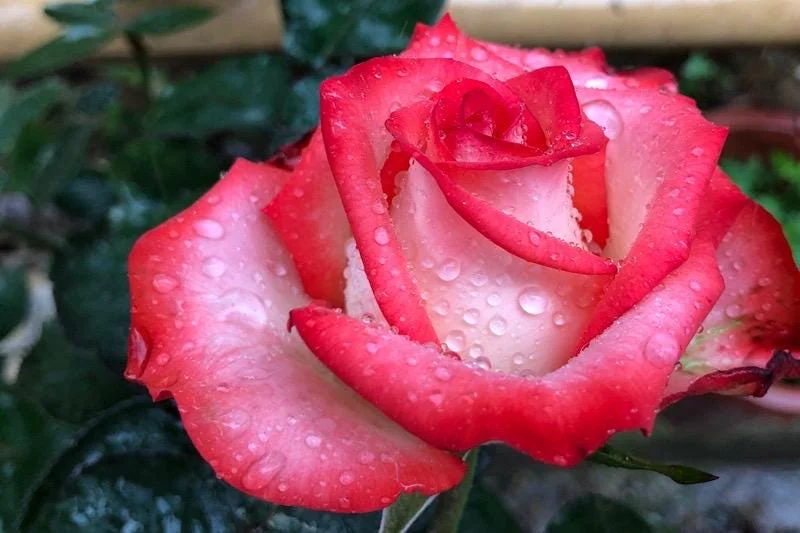 ROUGE Climbing Rose Live Plant - Delicate Pink Blooms, 2-3 m Height, Outdoor - Image 1