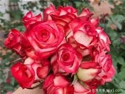 ROUGE Climbing Rose Live Plant - Delicate Pink Blooms, 2-3 m Height, Outdoor - Image 2