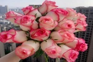 ROUGE Climbing Rose Live Plant - Delicate Pink Blooms, 2-3 m Height, Outdoor - Image 3