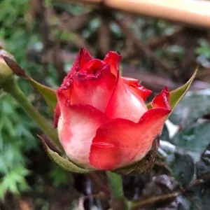 ROUGE Climbing Rose Live Plant - Delicate Pink Blooms, 2-3 m Height, Outdoor - Image 4