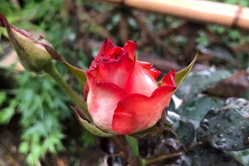 ROUGE Climbing Rose Live Plant - Delicate Pink Blooms, 2-3 m Height, Outdoor - Image 4