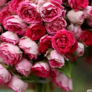 ROUGE Climbing Rose Live Plant - Delicate Pink Blooms, 2-3 m Height, Outdoor - Image 5