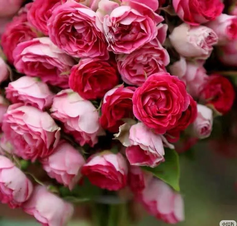 ROUGE Climbing Rose Live Plant - Delicate Pink Blooms, 2-3 m Height, Outdoor - Image 5