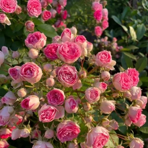 ROUGE Climbing Rose Live Plant - Delicate Pink Blooms, 2-3 m Height, Outdoor - Image 6