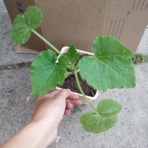 Round Zucchini Summer Squash Live Plant – 6 inch Pot – 2 Plants - Image 2