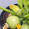Round Zucchini Summer Squash Live Plant – 6 inch Pot – 2 Plants - Image 1