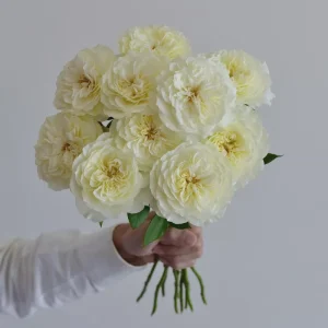 Royal Park Rose Live Plant - Fragrant, Pink-Yellow, 100 cm Tall - Image 2