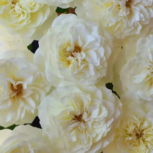 Royal Park Rose Live Plant - Fragrant, Pink-Yellow, 100 cm Tall - Image 3