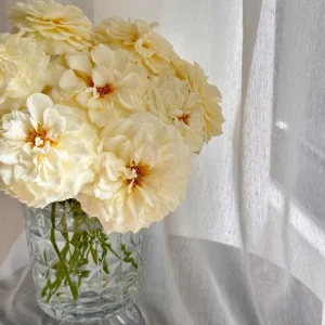 Royal Park Rose Live Plant - Fragrant, Pink-Yellow, 100 cm Tall - Image 4