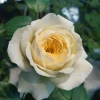 Royal Park Rose Live Plant - Fragrant, Pink-Yellow, 100 cm Tall - Image 1