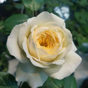 Royal Park Rose Live Plant - Fragrant, Pink-Yellow, 100 cm Tall - Image 1