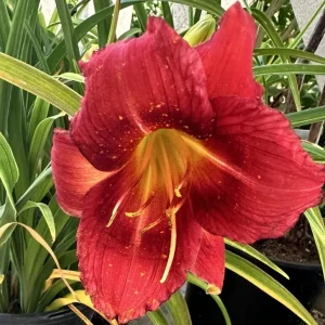Ruby Red Stella Daylily Live Bare Root Plant - Hemerocallis - 1 Fan - Image 2