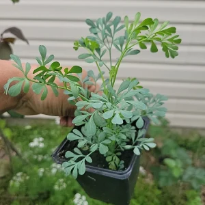 Ruda Live Plant – Rue Herb Plant, 3-inch Potted Seedling, Indoor/Outdoor - Image 2