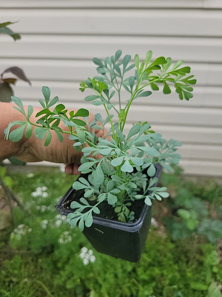 Ruda Live Plant – Rue Herb Plant, 3-inch Potted Seedling, Indoor/Outdoor - Image 2
