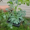 Ruda Live Plant – Rue Herb Plant, 3-inch Potted Seedling, Indoor/Outdoor - Image 1