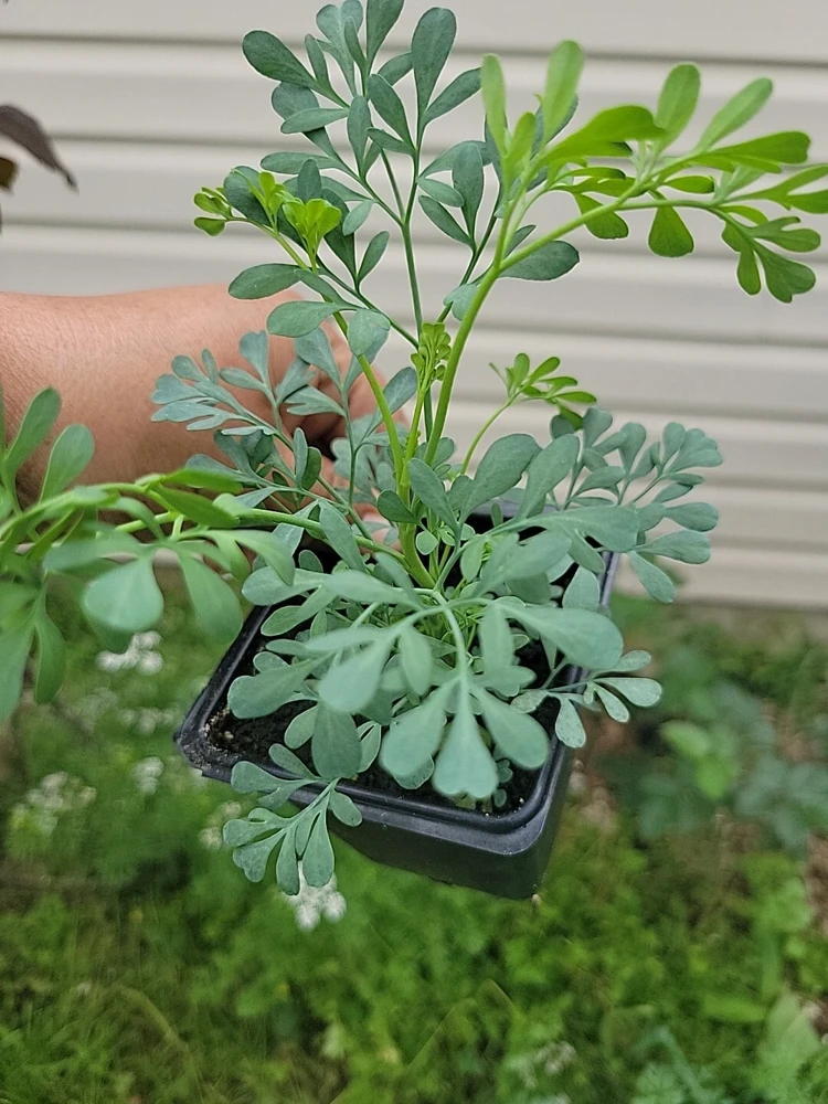 Ruda Live Plant – Rue Herb Plant, 3-inch Potted Seedling, Indoor/Outdoor - Image 1