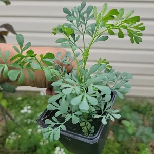 Ruda Live Plant – Rue Herb Plant, 3-inch Potted Seedling, Indoor/Outdoor - Image 3