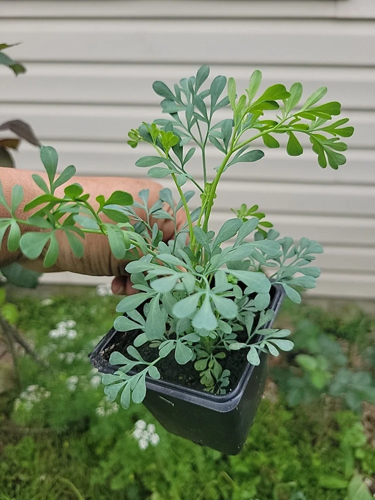 Ruda Live Plant – Rue Herb Plant, 3-inch Potted Seedling, Indoor/Outdoor - Image 3