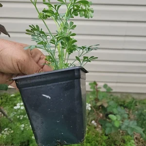 Ruda Live Plant – Rue Herb Plant, 3-inch Potted Seedling, Indoor/Outdoor - Image 4