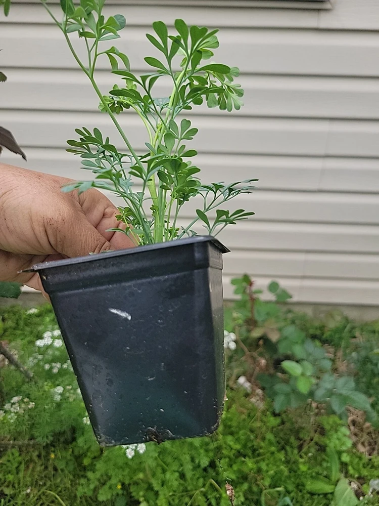 Ruda Live Plant – Rue Herb Plant, 3-inch Potted Seedling, Indoor/Outdoor - Image 4