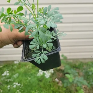 Ruda Live Plant – Rue Herb Plant, 3-inch Potted Seedling, Indoor/Outdoor - Image 5