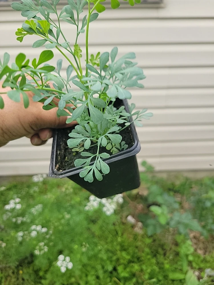 Ruda Live Plant – Rue Herb Plant, 3-inch Potted Seedling, Indoor/Outdoor - Image 5