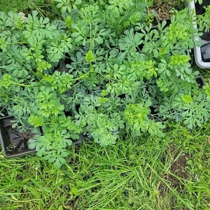 Ruda Live Plant – Rue Herb Plant, 3-inch Potted Seedling, Indoor/Outdoor - Image 6