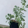 Rue Plant Ruda Herb Live Plant – 2.5 inch Pot – Outdoor & Indoor - Image 1