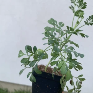 Rue Plant Ruda Herb Live Plant – 2.5 inch Pot – Outdoor & Indoor - Image 1