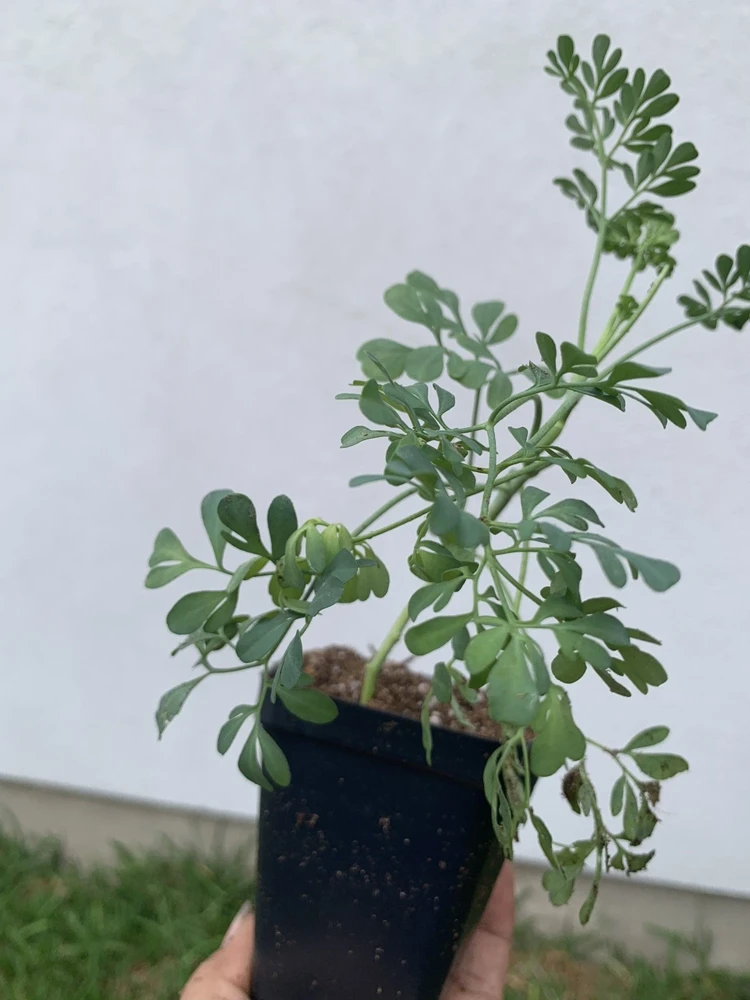 Rue Plant Ruda Herb Live Plant – 2.5 inch Pot – Outdoor & Indoor - Image 1