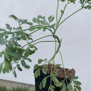 Rue Plant Ruda Herb Live Plant – 2.5 inch Pot – Outdoor & Indoor - Image 2