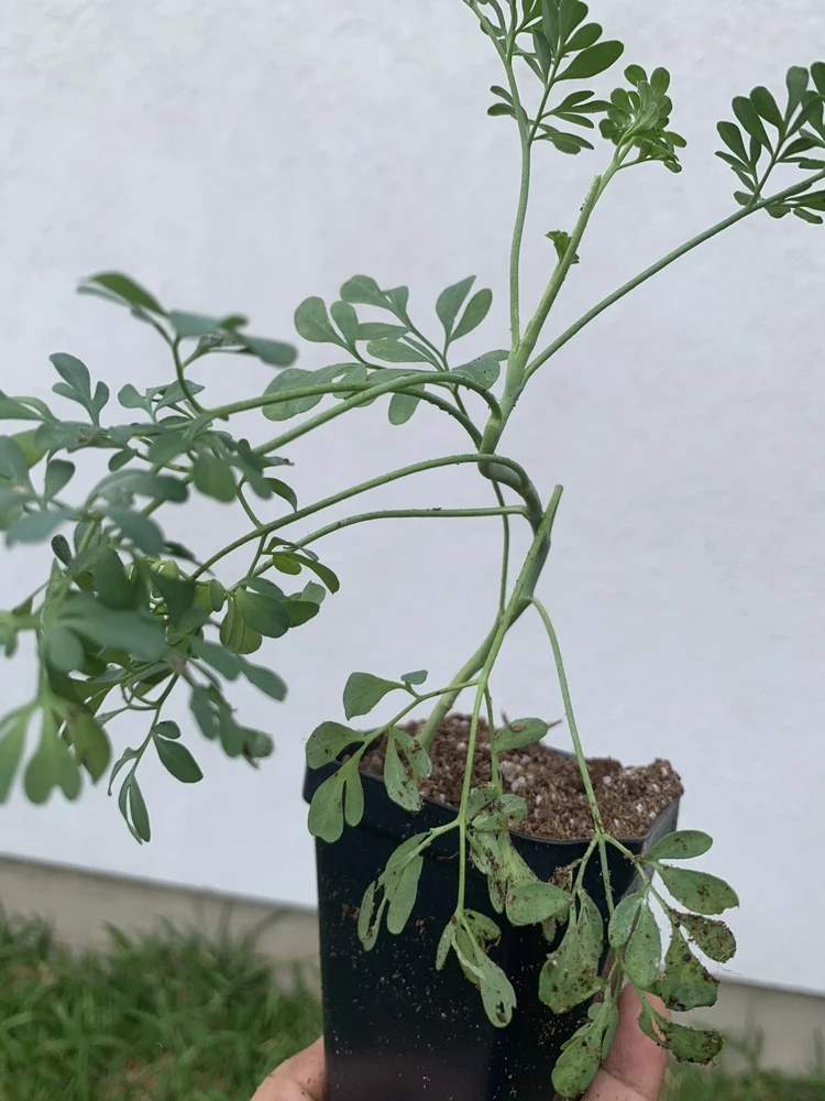 Rue Plant Ruda Herb Live Plant – 2.5 inch Pot – Outdoor & Indoor - Image 2