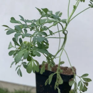 Rue Plant Ruda Herb Live Plant – 2.5 inch Pot – Outdoor & Indoor - Image 3