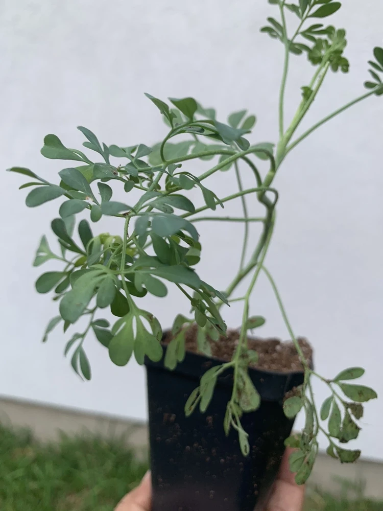 Rue Plant Ruda Herb Live Plant – 2.5 inch Pot – Outdoor & Indoor - Image 3