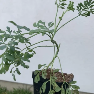 Rue Plant Ruda Herb Live Plant – 2.5 inch Pot – Outdoor & Indoor - Image 4