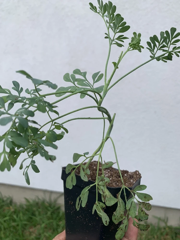 Rue Plant Ruda Herb Live Plant – 2.5 inch Pot – Outdoor & Indoor - Image 4