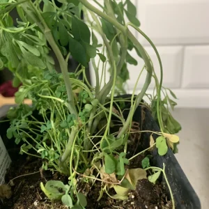 Rue Plant (Ruta graveolens) - 4 Live Plants in 1 Pot - Hardy Aromatic Herb for Outdoors - Image 2