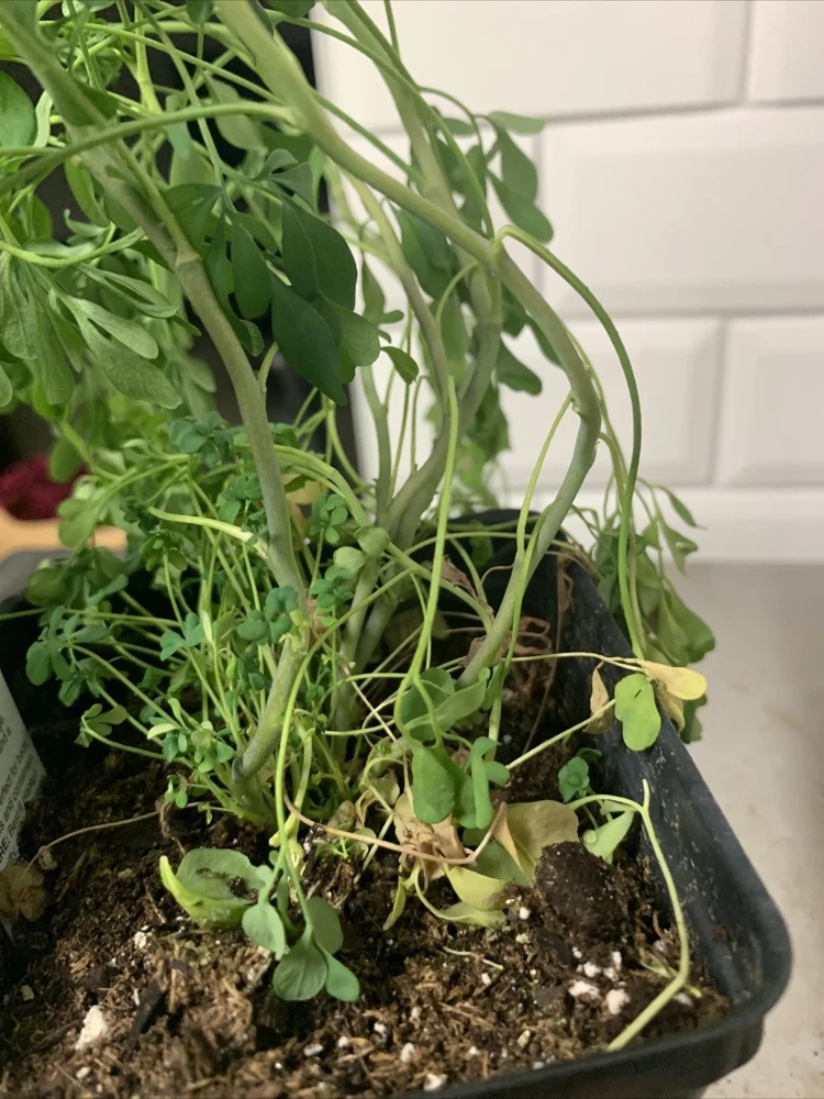 Rue Plant (Ruta graveolens) - 4 Live Plants in 1 Pot - Hardy Aromatic Herb for Outdoors - Image 2