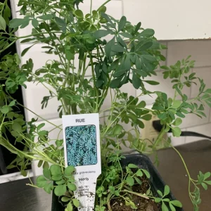 Rue Plant (Ruta graveolens) - 4 Live Plants in 1 Pot - Hardy Aromatic Herb for Outdoors - Image 3