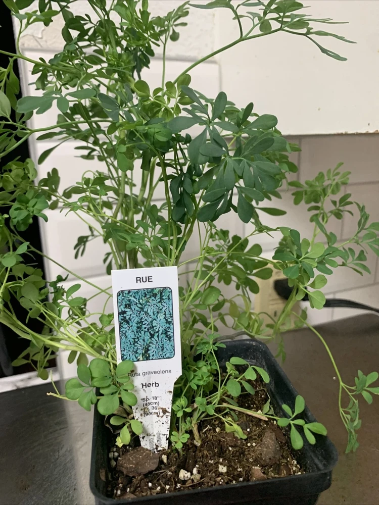 Rue Plant (Ruta graveolens) - 4 Live Plants in 1 Pot - Hardy Aromatic Herb for Outdoors - Image 3