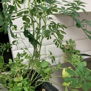 Rue Plant (Ruta graveolens) - 4 Live Plants in 1 Pot - Hardy Aromatic Herb for Outdoors - Image 4