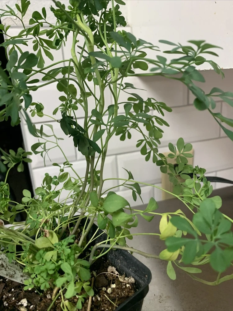 Rue Plant (Ruta graveolens) - 4 Live Plants in 1 Pot - Hardy Aromatic Herb for Outdoors - Image 4