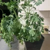 Rue Plant (Ruta graveolens) - 4 Live Plants in 1 Pot - Hardy Aromatic Herb for Outdoors - Image 1